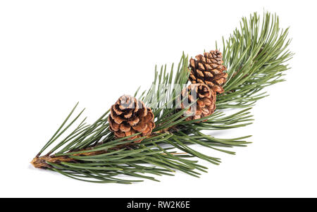 mugo pine branch  with cones isolated on white Stock Photo