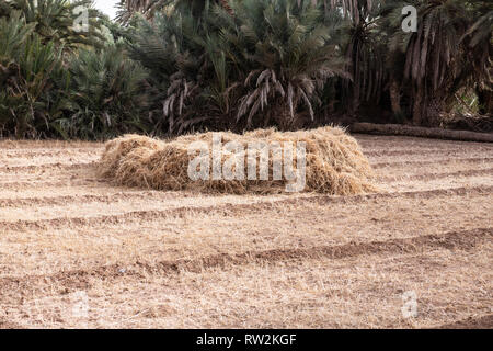 Pile of harvested wheat rests in freshly cut wheat field, Tighmert Oasis, Morocco Stock Photo