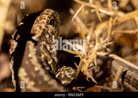 Macro colour photograph of Sand lizard (Lacerta agilis), taken from behind with selective focus on eye with narrow field of focus. Taken in Poole, Dor Stock Photo