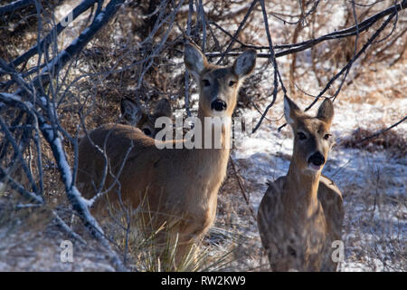 Mule Deer in the woodlands of Scott City, Kansas 2019 Stock Photo