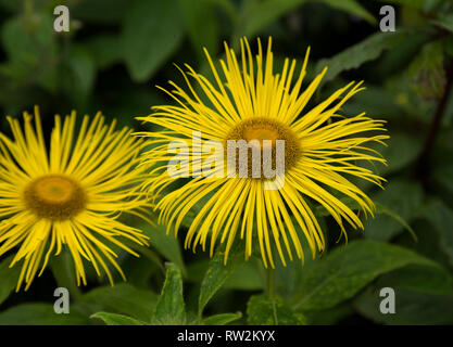 Inula Hookeri  flowers close up. Stock Photo