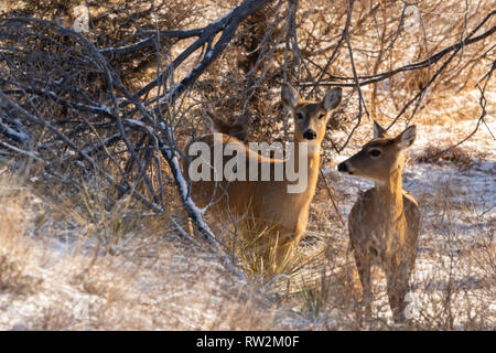 Mule Deer in the woodlands of Scott City, Kansas 2019 Stock Photo