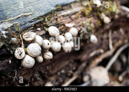 Spherical fungi growing on side of rotting log. Stock Photo