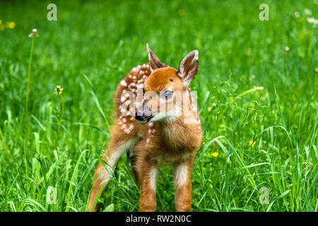 Baby whitetail male deer fawn Stock Photo