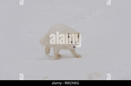 Arctic fox walking on the snow Stock Photo
