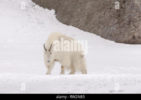 Mountain goat walking in the snow Stock Photo