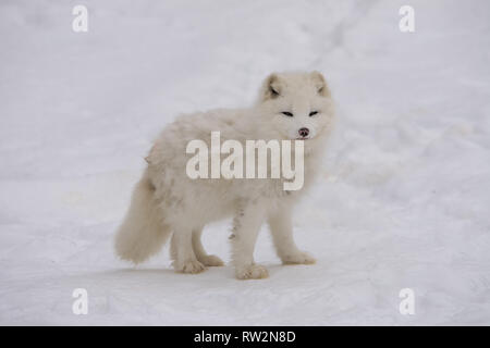 Arctic fox pausing for the camera Stock Photo