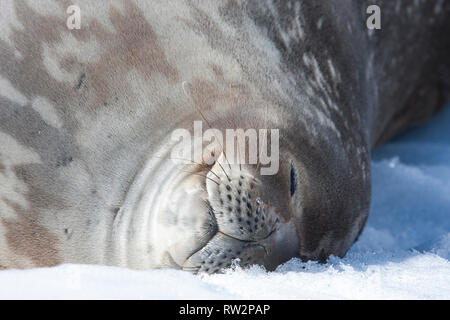 sleeping weddell seal in antarctic peninsula Stock Photo