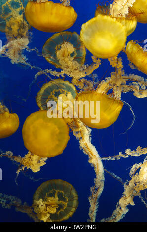 Pacific sea nettles (Chrysaora fuscescens), West Coast sea nettles, orange jellyfish in blue water.