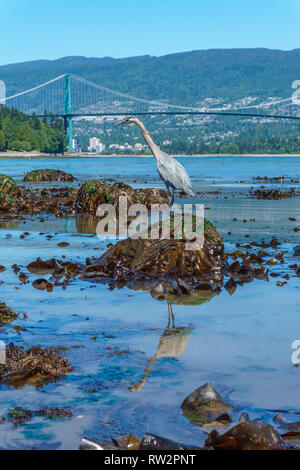 Great Blue Heron, water reflection, Lion's Gate Bridge in the background, Vancouver, BC, Canada. Stock Photo