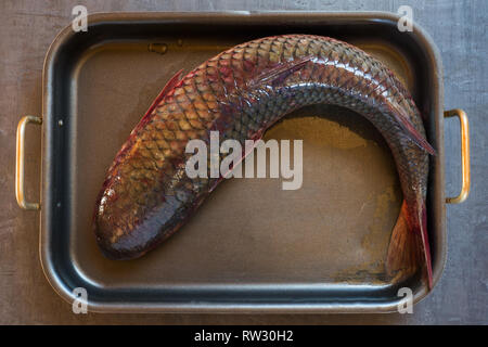 Fresh raw fish is a mullet on a black background. Stock Photo