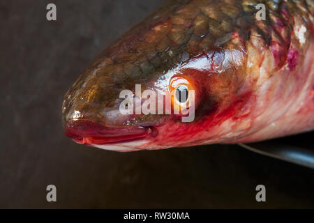 Head fresh raw fish mullet on black background. Stock Photo