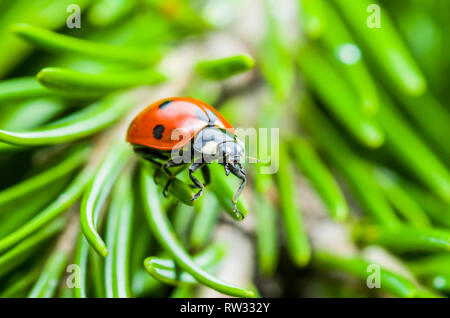 Ladybug Insect Crawling on Green Fir Macro Stock Photo