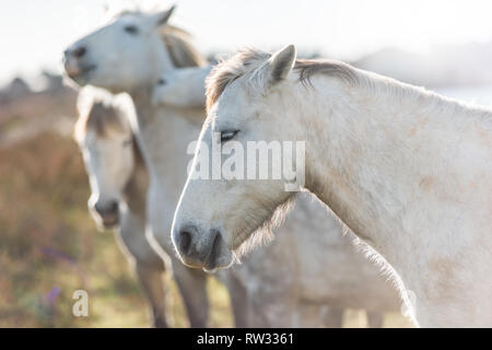 white horses in Camargue, France near Les salines, France