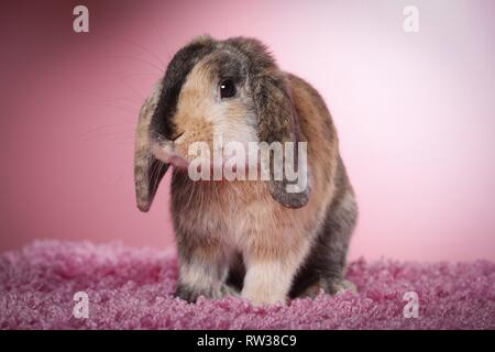 Mini Lop Stock Photo