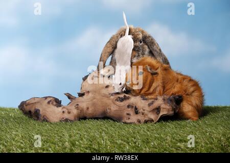 rabbit, guinea pig and mouse Stock Photo