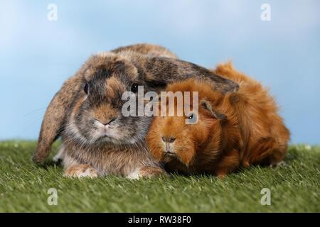 rabbit and guinea pig Stock Photo