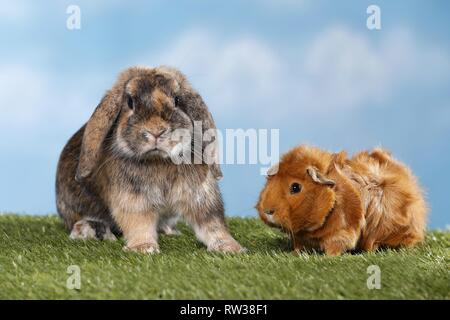 rabbit and guinea pig Stock Photo