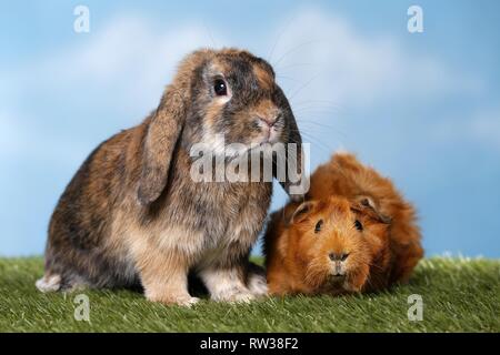 rabbit and guinea pig Stock Photo