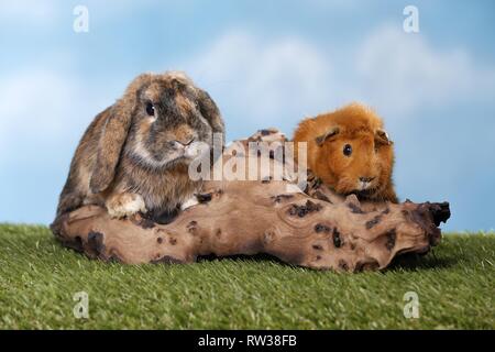 rabbit and guinea pig Stock Photo