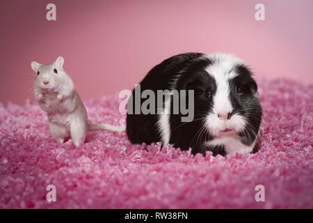 guinea pig and mouse Stock Photo