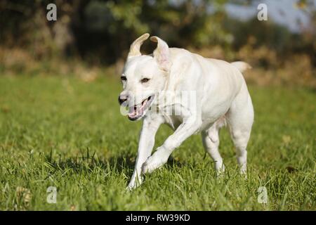 running Labrador Retriever Stock Photo