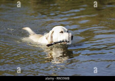 playing Labrador Retriever Stock Photo