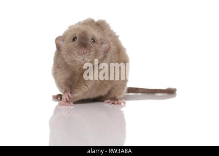 dumbo rex rat Stock Photo