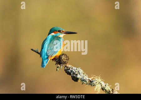 Male kingfisher (Alcedo atthis) perched on a branch with its back to us Stock Photo