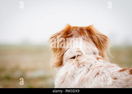 Cocker-Spaniel-Mongrel Portrait Stock Photo