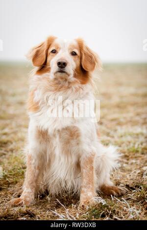 sitting Cocker-Spaniel-Mongrel Stock Photo