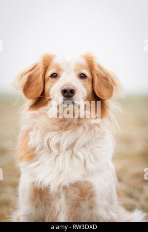 Cocker-Spaniel-Mongrel Portrait Stock Photo