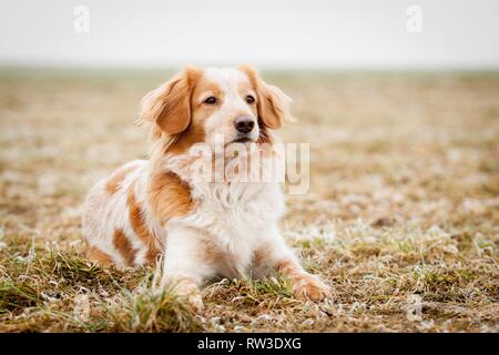 lying Cocker-Spaniel-Mongrel Stock Photo