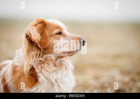 Cocker-Spaniel-Mongrel Portrait Stock Photo