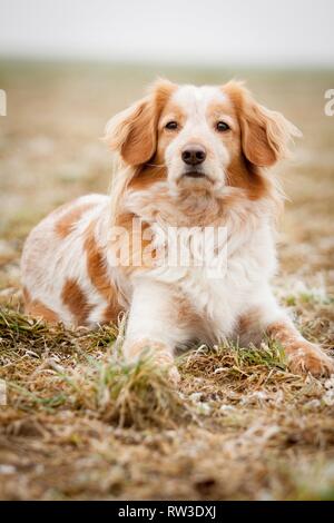 lying Cocker-Spaniel-Mongrel Stock Photo
