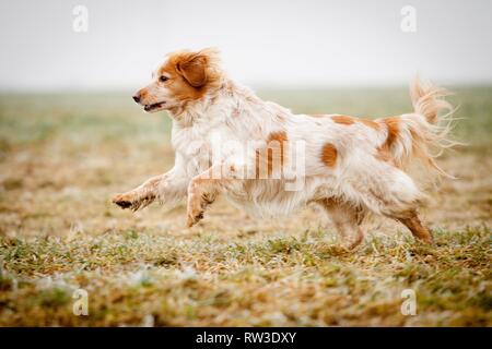 running Cocker-Spaniel-Mongrel Stock Photo