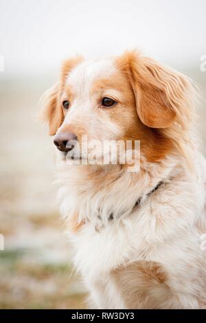 Cocker-Spaniel-Mongrel Portrait Stock Photo