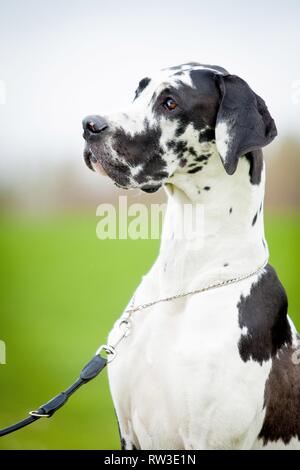 Great Dane Portrait Stock Photo