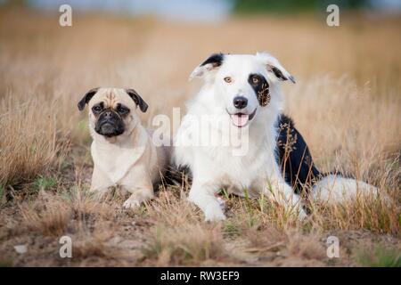 Pug and Border Collie Stock Photo