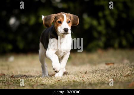 young Beagle-Mongrel Stock Photo