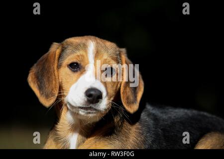 young Beagle-Mongrel Stock Photo