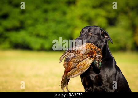 Labrador Retriever Portrait Stock Photo