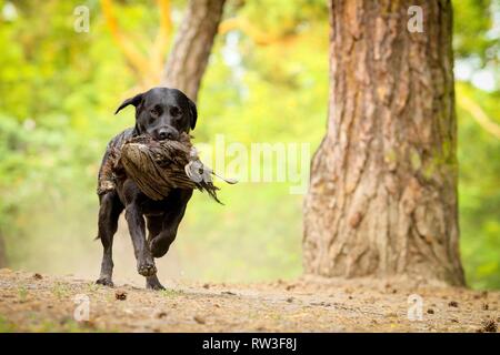 running Labrador Retriever Stock Photo