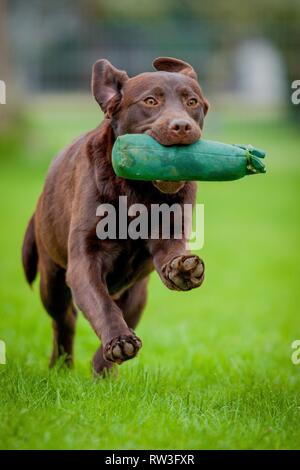 running Labrador Retriever Stock Photo