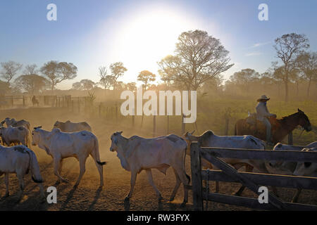 Pocone, Mato Grosso, Brazil, July 29, 2018: Cowboys at a farm along the Transpantaneira road in the Pantanal, Brazil Stock Photo