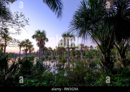 Palm trees in the lagoon Lagoa das Araras at sunrise, Bom Jardim, Mato Grosso, Brazil, South America Stock Photo