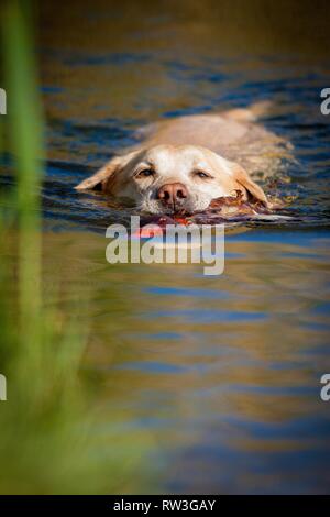 swimming Labrador Retriever Stock Photo