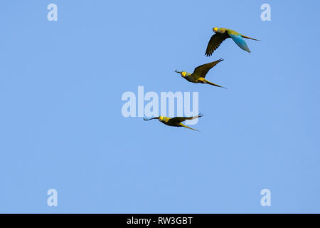 Flying Red-bellied Macaw, Orthopsittaca Manilata, Lagoa Das Araras, Bom Jardim, Nobres, Mato Grosso, Brazil Stock Photo