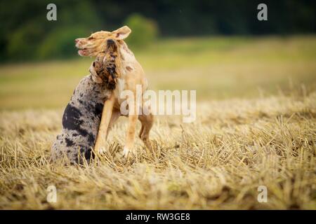 playing Louisiana Catahoula Leopard Dogs Stock Photo - Alamy