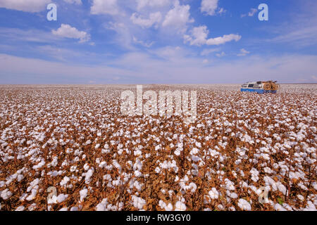 Old german vintage campervan in a cotton field ready for harvesting in Campo Verde, Mato Grosso, Brazil Stock Photo